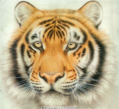 老虎畫圖